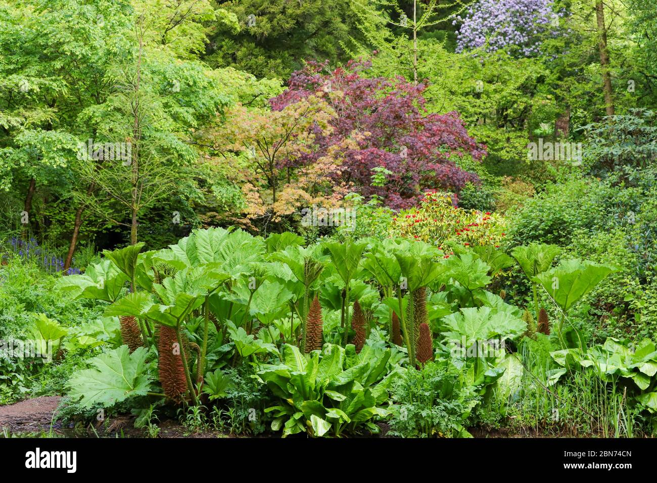 Spring growth of the leaves and flowers of Gunnera manicata growing by the edge of a pond in the UK Stock Photo