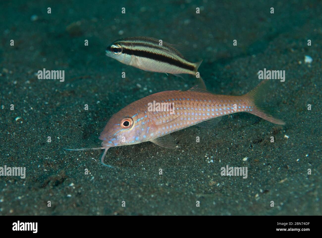 Cinnabar Goatfish, Parupeneus heptacanthus, with Juvenile Peter's ...