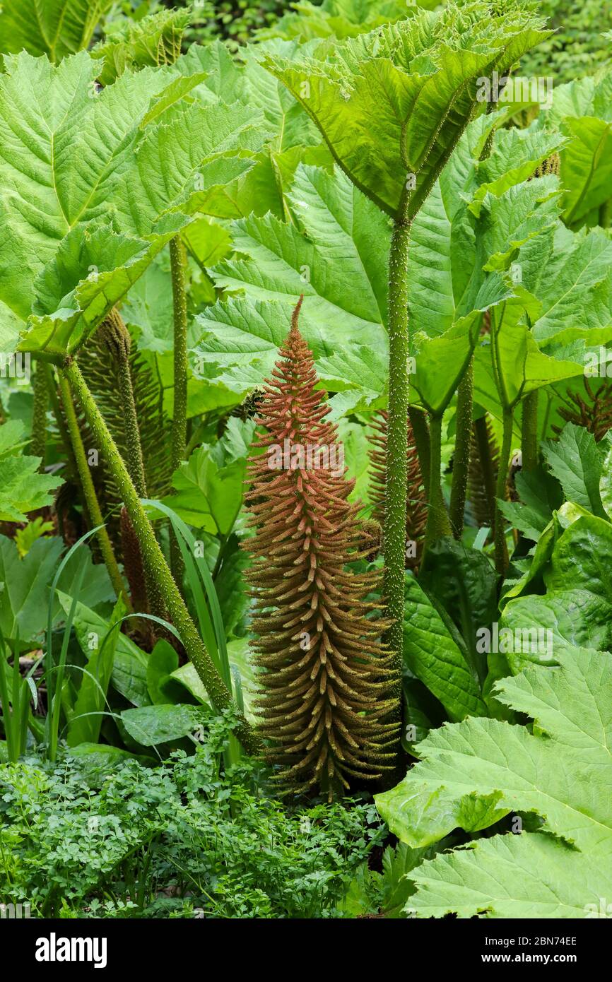 Spring growth of the leaves and flowers of Gunnera manicata growing by the edge of a pond in the UK Stock Photo