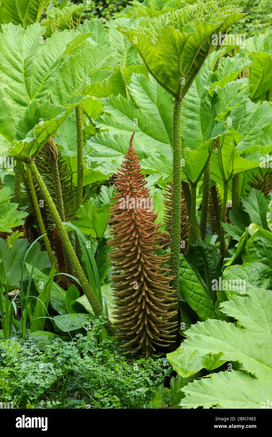 spring-growth-of-the-leaves-and-flowers-of-gunnera-manicata-growing-by