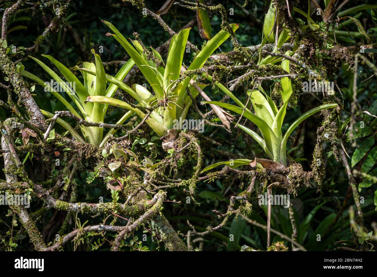 Bromeliads on Tree, Costa Rica Stock Photo