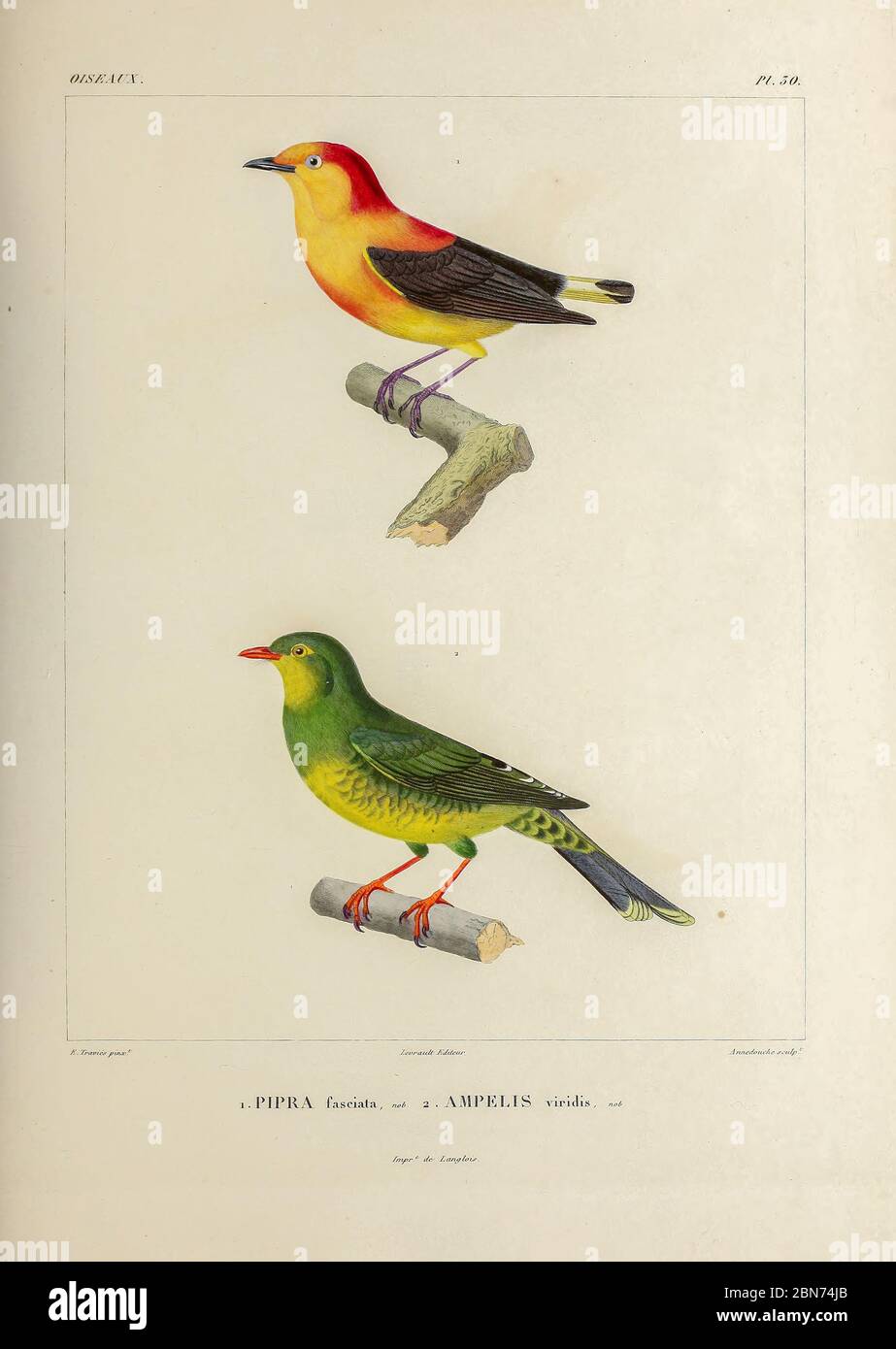 hand coloured sketch Top: Subspecies of Band-tailed Manakin (Pipra fasciicauda fasciicauda [Here as Pipra fasciata]) Bottom: Subspecies of Band-tailed Fruiteater (Pipreola intermedia signat [Here as Ampelis viridis]) From the book 'Voyage dans l'Amérique Méridionale' [Journey to South America: (Brazil, the eastern republic of Uruguay, the Argentine Republic, Patagonia, the republic of Chile, the republic of Bolivia, the republic of Peru), executed during the years 1826 - 1833] 4th volume Part 3 By: Orbigny, Alcide Dessalines d', d'Orbigny, 1802-1857; Montagne, Jean François Camille, 1784-1866 Stock Photo