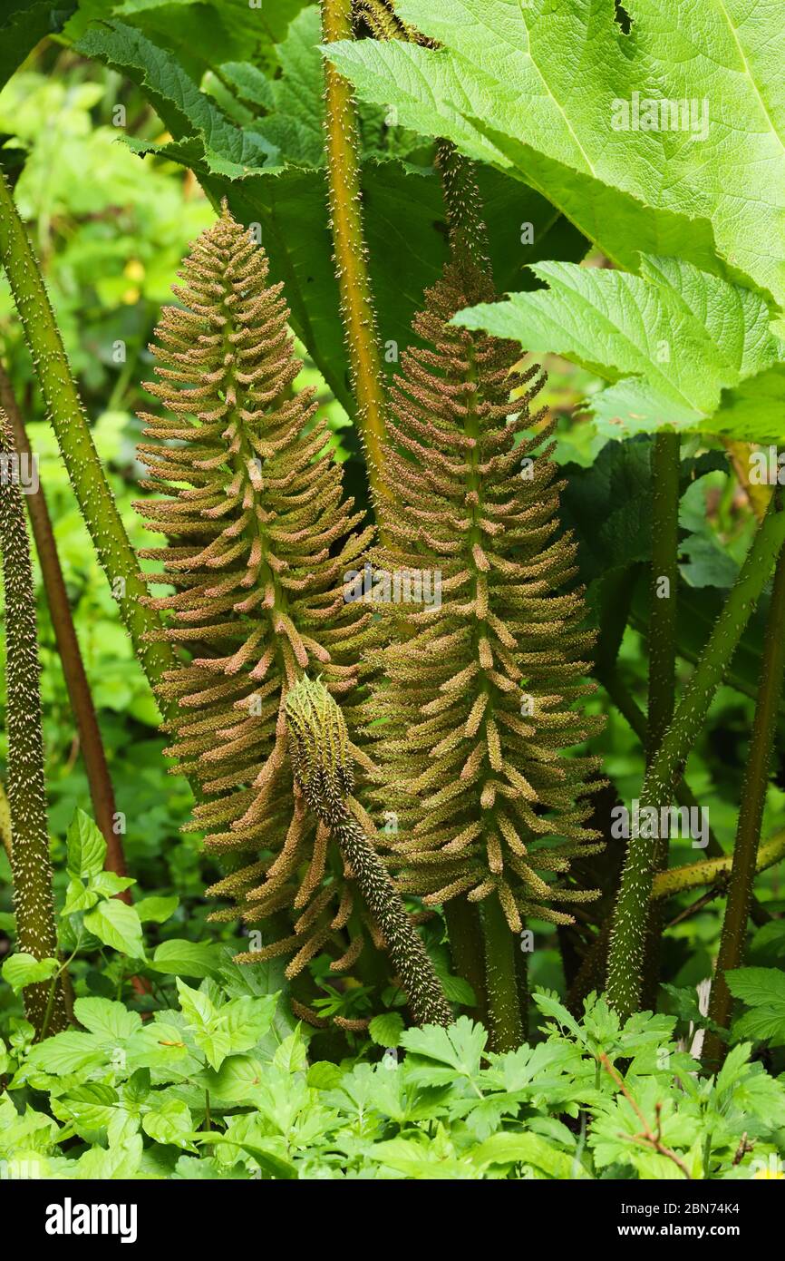 Gunnera Roots Spring growth of the leaves and flowers of Gunnera manicata growing by ...