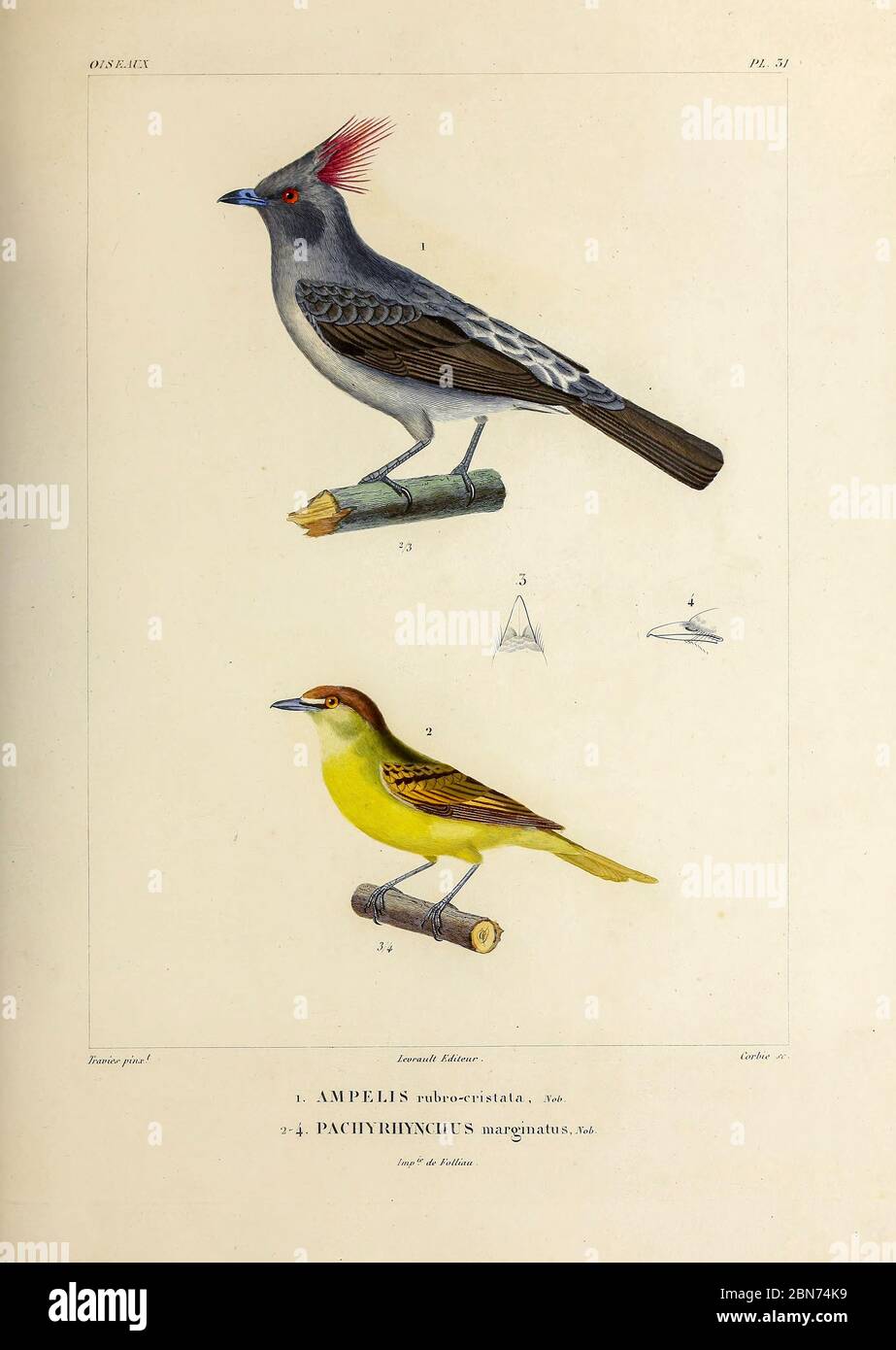 hand coloured sketch Top: red-crested cotinga (Ampelion rubrocristatus [Here as Ampelis rubro-cristata]) Bottom: black-capped becard (Pachyramphus marginatus [Here as Pachyrhynchus marginatus]) From the book 'Voyage dans l'Amérique Méridionale' [Journey to South America: (Brazil, the eastern republic of Uruguay, the Argentine Republic, Patagonia, the republic of Chile, the republic of Bolivia, the republic of Peru), executed during the years 1826 - 1833] 4th volume Part 3 By: Orbigny, Alcide Dessalines d', d'Orbigny, 1802-1857; Montagne, Jean François Camille, 1784-1866; Martius, Karl Friedri Stock Photo