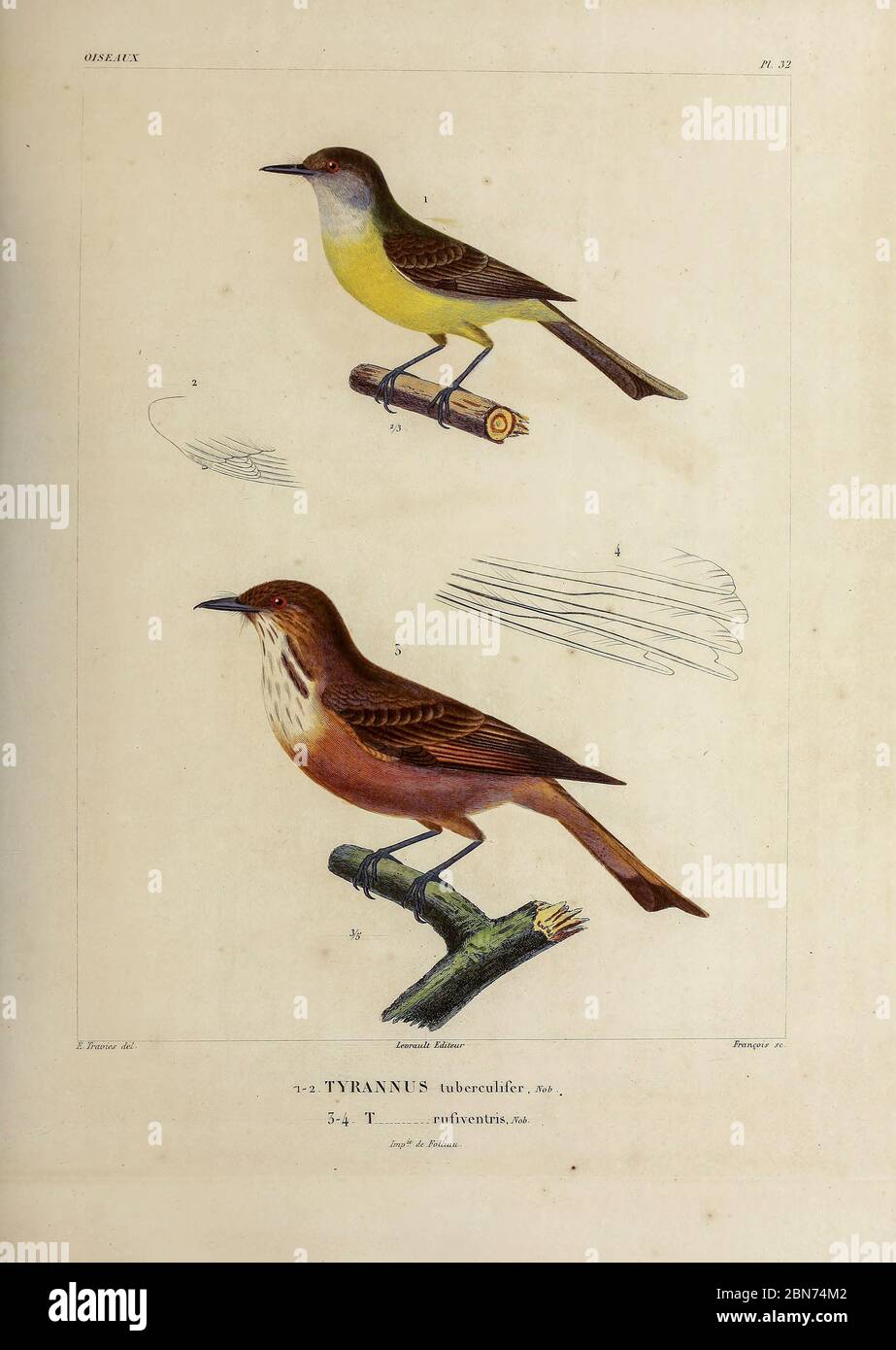 hand coloured sketch Top: dusky-capped flycatcher (Myiarchus tuberculifer [Here as Tyrannus tuberculifer]) Bottom: streak-throated bush tyrant (Myiotheretes striaticollis) [Here as Tyrannus rufiventris]) From the book 'Voyage dans l'Amérique Méridionale' [Journey to South America: (Brazil, the eastern republic of Uruguay, the Argentine Republic, Patagonia, the republic of Chile, the republic of Bolivia, the republic of Peru), executed during the years 1826 - 1833] 4th volume Part 3 By: Orbigny, Alcide Dessalines d', d'Orbigny, 1802-1857; Montagne, Jean François Camille, 1784-1866; Martius, Ka Stock Photo