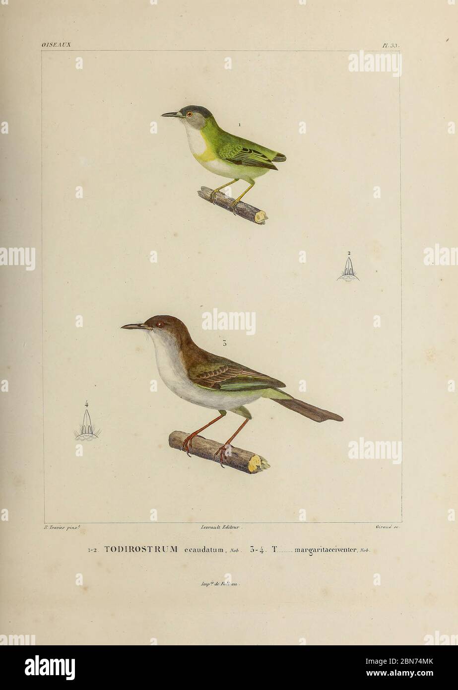 hand coloured sketch Top: short-tailed pygmy tyrant (Myiornis ecaudatus) [Here as Todirostrum ecaudatum]) Bottom: pearly-vented tody-tyrant (Hemitriccus margaritaceiventer [Here as Todirostrum margaritaceiventer]) From the book 'Voyage dans l'Amérique Méridionale' [Journey to South America: (Brazil, the eastern republic of Uruguay, the Argentine Republic, Patagonia, the republic of Chile, the republic of Bolivia, the republic of Peru), executed during the years 1826 - 1833] 4th volume Part 3 By: Orbigny, Alcide Dessalines d', d'Orbigny, 1802-1857; Montagne, Jean François Camille, 1784-1866; M Stock Photo