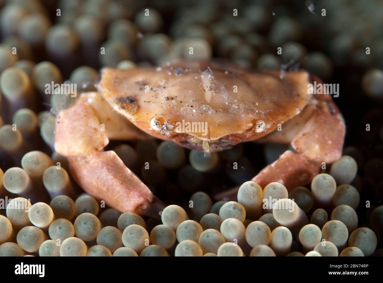 Neoxanthops Xanthidae hi-res stock photography and images - Alamy
