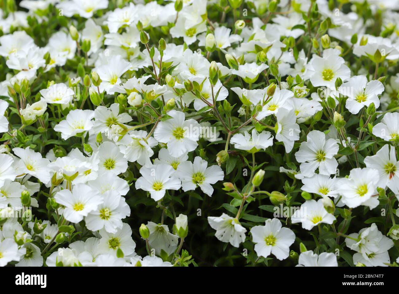 Close up of Mountain sandwort,  Arenaria montana.  Alpine plant with a mass of small white flowers in spring. Stock Photo