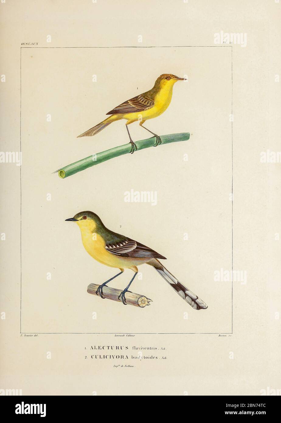 hand coloured sketch Top: crested doradito (Pseudocolopteryx sclateri [Here as Alecturus flaviventris]) Bottom: greater wagtail-tyrant (Stigmatura budytoides  [Here as Culicivora budytoides]) From the book 'Voyage dans l'Amérique Méridionale' [Journey to South America: (Brazil, the eastern republic of Uruguay, the Argentine Republic, Patagonia, the republic of Chile, the republic of Bolivia, the republic of Peru), executed during the years 1826 - 1833] 4th volume Part 3 By: Orbigny, Alcide Dessalines d', d'Orbigny, 1802-1857; Montagne, Jean François Camille, 1784-1866; Martius, Karl Friedrich Stock Photo
