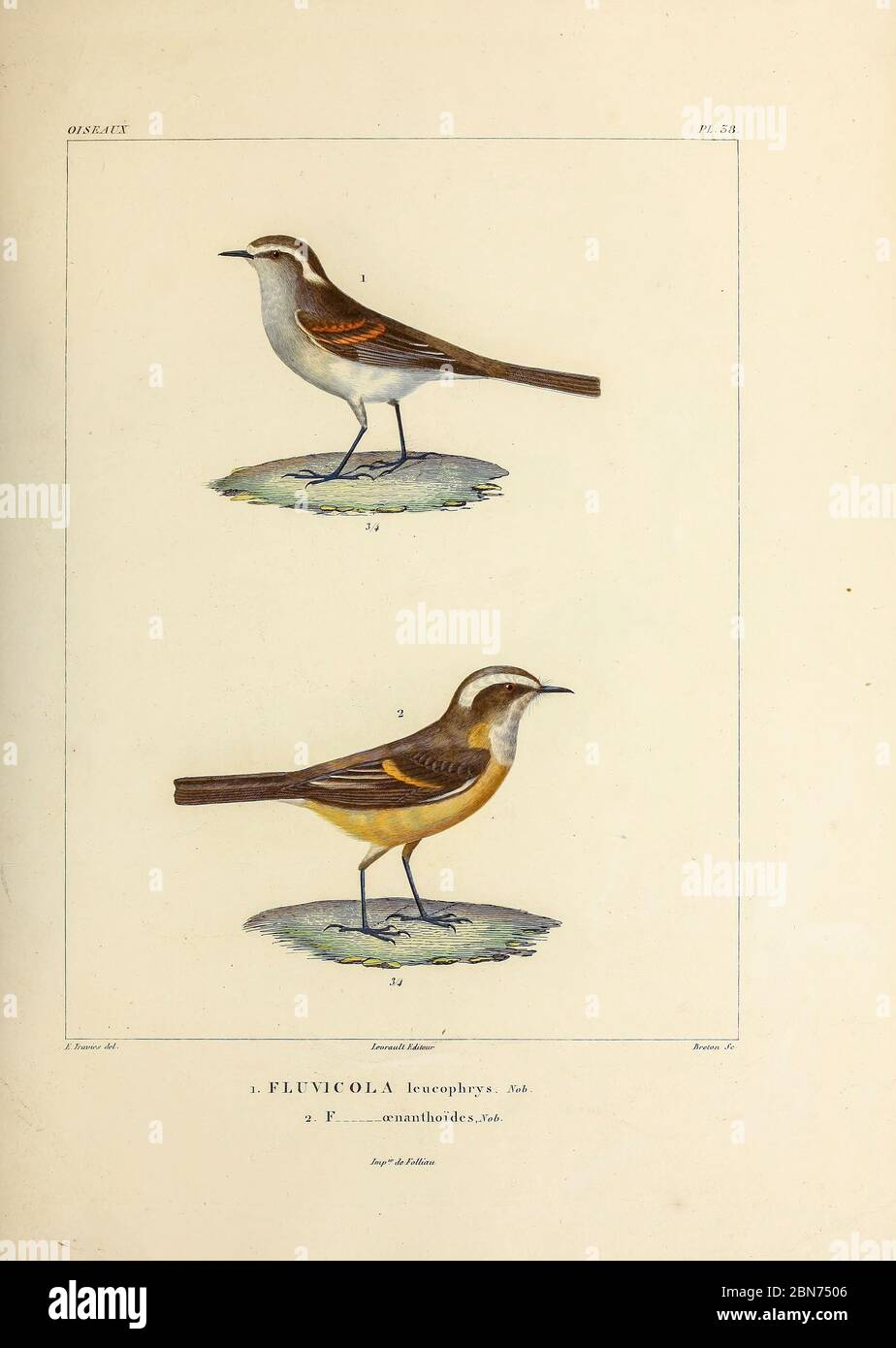 hand coloured sketch Top: white-browed chat-tyrant (Ochthoeca leucophrys [Here as Fluvicola leucophrys]) Bottom: D'Orbigny's chat-tyrant (Ochthoeca oenanthoides [Here as Fluvicola oenanthoides]) From the book 'Voyage dans l'Amérique Méridionale' [Journey to South America: (Brazil, the eastern republic of Uruguay, the Argentine Republic, Patagonia, the republic of Chile, the republic of Bolivia, the republic of Peru), executed during the years 1826 - 1833] 4th volume Part 3 By: Orbigny, Alcide Dessalines d', d'Orbigny, 1802-1857; Montagne, Jean François Camille, 1784-1866; Martius, Karl Friedr Stock Photo