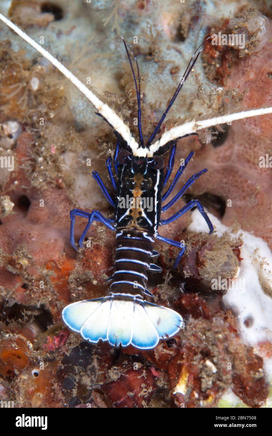 Juvenile Painted Spiny Lobster, Panulirus versicolor, Nudi Retreat dive  site, Lembeh Straits, Sulawesi, Indonesia Stock Photo - Alamy