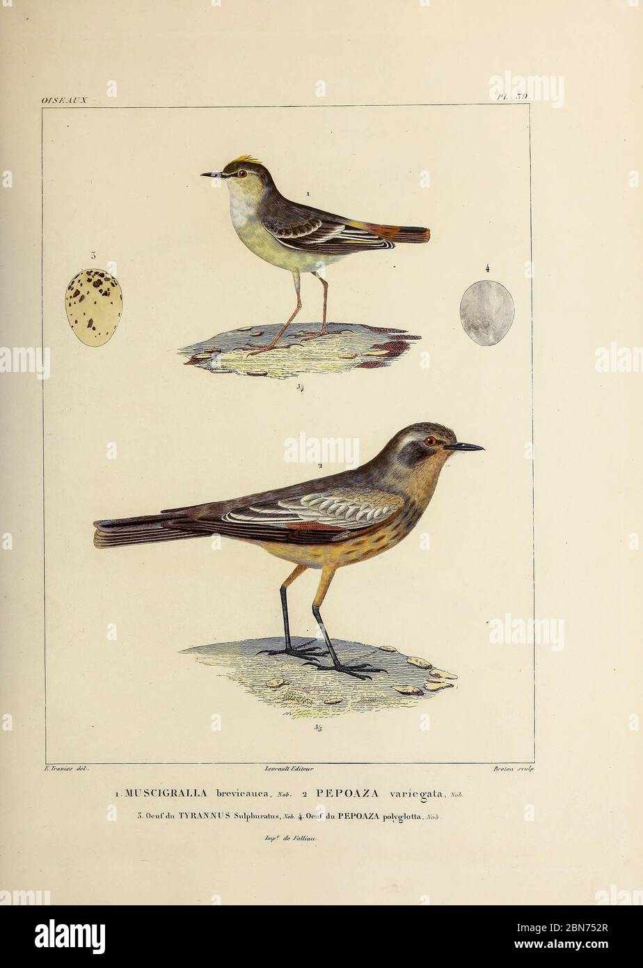 hand coloured sketch Top: Muscigralla brevicauca Bottom: chocolate-vented tyrant (Neoxolmis rufiventris [Here as Pepoaza variegata]) From the book 'Voyage dans l'Amérique Méridionale' [Journey to South America: (Brazil, the eastern republic of Uruguay, the Argentine Republic, Patagonia, the republic of Chile, the republic of Bolivia, the republic of Peru), executed during the years 1826 - 1833] 4th volume Part 3 By: Orbigny, Alcide Dessalines d', d'Orbigny, 1802-1857; Montagne, Jean François Camille, 1784-1866; Martius, Karl Friedrich Philipp von, 1794-1868 Published Paris :Chez Pitois-Levrau Stock Photo