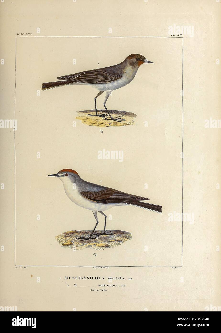 hand coloured sketch Top: Subspecies of Dark-faced Ground Tyrant (Muscisaxicola maclovianus mentalis [Here as Muscisaxicola mentalis]) Bottom:  rufous-naped ground tyrant (Muscisaxicola rufivertex) From the book 'Voyage dans l'Amérique Méridionale' [Journey to South America: (Brazil, the eastern republic of Uruguay, the Argentine Republic, Patagonia, the republic of Chile, the republic of Bolivia, the republic of Peru), executed during the years 1826 - 1833] 4th volume Part 3 By: Orbigny, Alcide Dessalines d', d'Orbigny, 1802-1857; Montagne, Jean François Camille, 1784-1866; Martius, Karl Fri Stock Photo