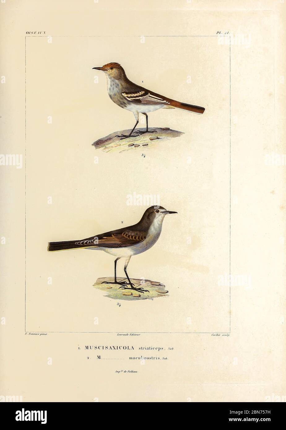 hand coloured sketch Top: cinereous tyrant (Knipolegus striaticeps [Here as Muscisaxicola striaticeps]) Bottom: spot-billed ground tyrant (Muscisaxicola maculirostris) From the book 'Voyage dans l'Amérique Méridionale' [Journey to South America: (Brazil, the eastern republic of Uruguay, the Argentine Republic, Patagonia, the republic of Chile, the republic of Bolivia, the republic of Peru), executed during the years 1826 - 1833] 4th volume Part 3 By: Orbigny, Alcide Dessalines d', d'Orbigny, 1802-1857; Montagne, Jean François Camille, 1784-1866; Martius, Karl Friedrich Philipp von, 1794-1868 Stock Photo