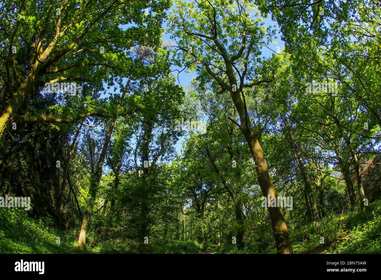 An ancient woodland in the UK through a fish-eye lens in the spring sunshine with fresh green leaves against a blue sky Stock Photo