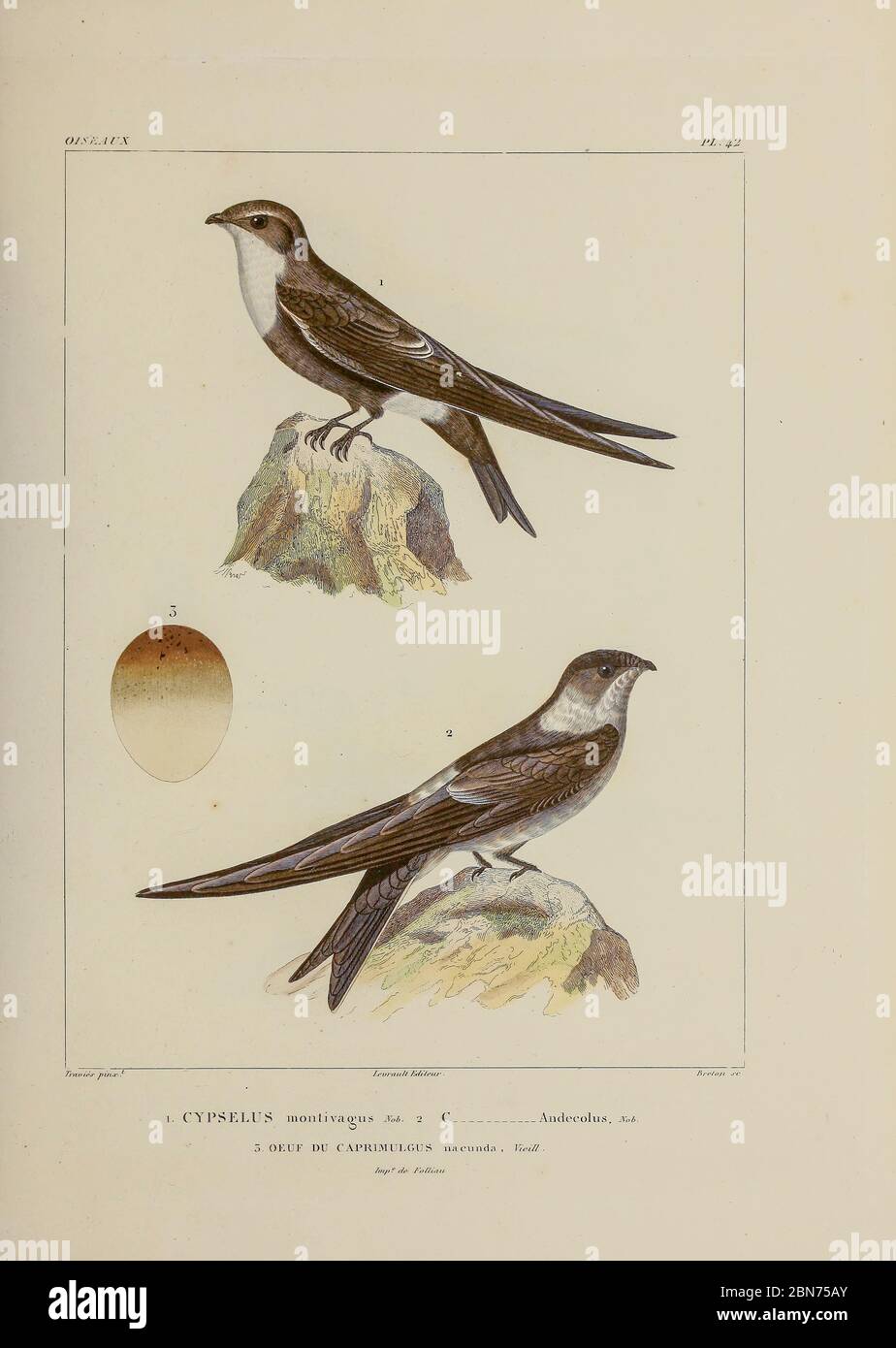 hand coloured sketch Top: white-tipped swift (Aeronautes montivagus [Here as Cypselus montivagus]) Bottom: Andean swift (Aeronautes andecolus [Here as Cypselus andecolus]) From the book 'Voyage dans l'Amérique Méridionale' [Journey to South America: (Brazil, the eastern republic of Uruguay, the Argentine Republic, Patagonia, the republic of Chile, the republic of Bolivia, the republic of Peru), executed during the years 1826 - 1833] 4th volume Part 3 By: Orbigny, Alcide Dessalines d', d'Orbigny, 1802-1857; Montagne, Jean François Camille, 1784-1866; Martius, Karl Friedrich Philipp von, 1794-1 Stock Photo