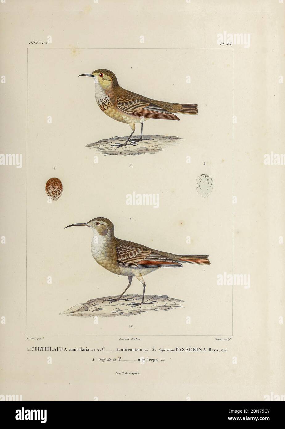 hand coloured sketch Top: Subspecies of Common Miner (Geositta cunicularia cunicularia [Here as Certhilauda cunicularia]) Bottom: Subspecies of Slender-billed Miner (Geositta tenuirostris tenuirostris [Here as Certhilauda tenuirostris]) From the book 'Voyage dans l'Amérique Méridionale' [Journey to South America: (Brazil, the eastern republic of Uruguay, the Argentine Republic, Patagonia, the republic of Chile, the republic of Bolivia, the republic of Peru), executed during the years 1826 - 1833] 4th volume Part 3 By: Orbigny, Alcide Dessalines d', d'Orbigny, 1802-1857; Montagne, Jean Françoi Stock Photo