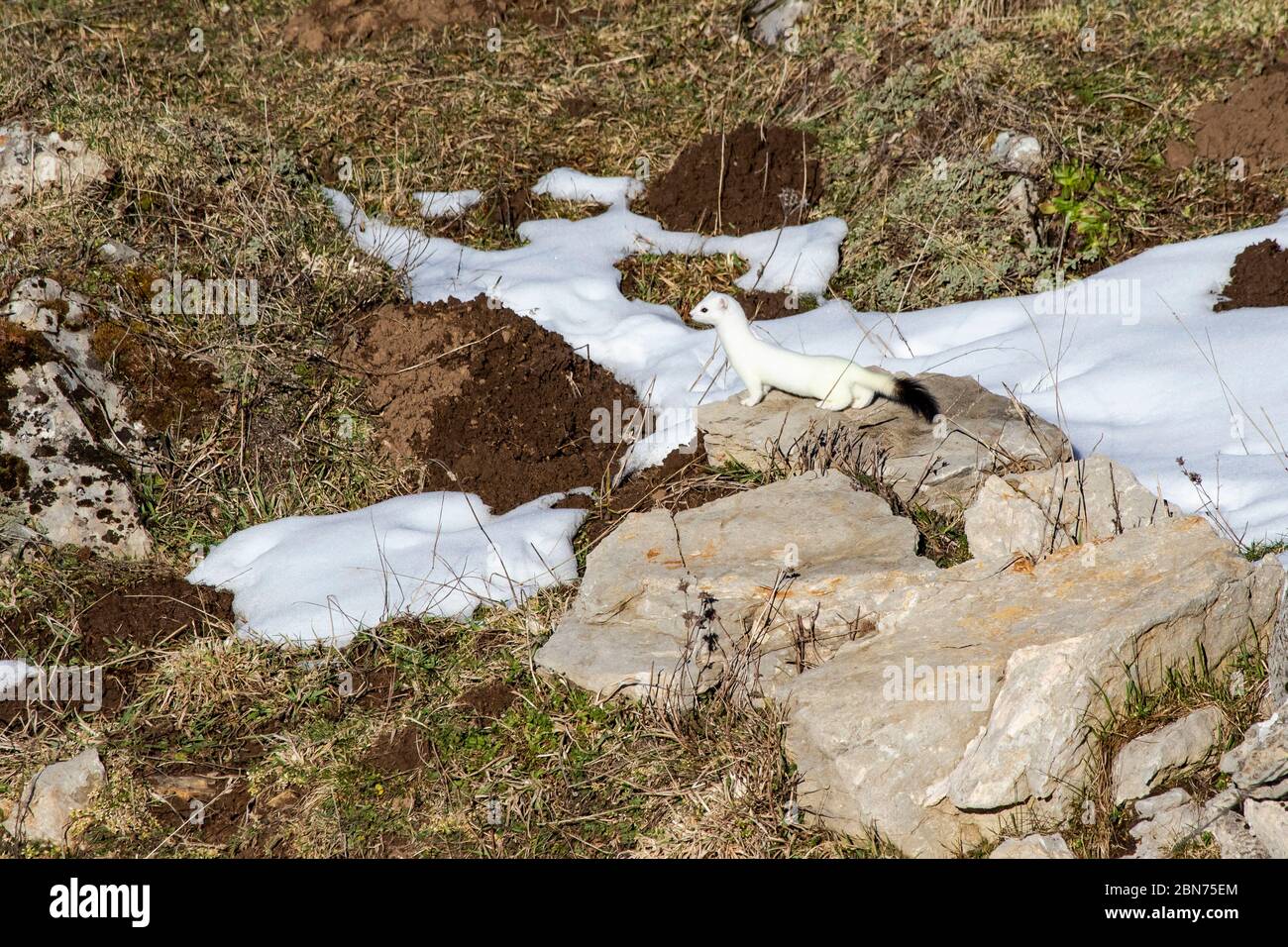 ermine (Mustela erminea) on a rock in its territory, with a white winter coat. Spain Stock Photo