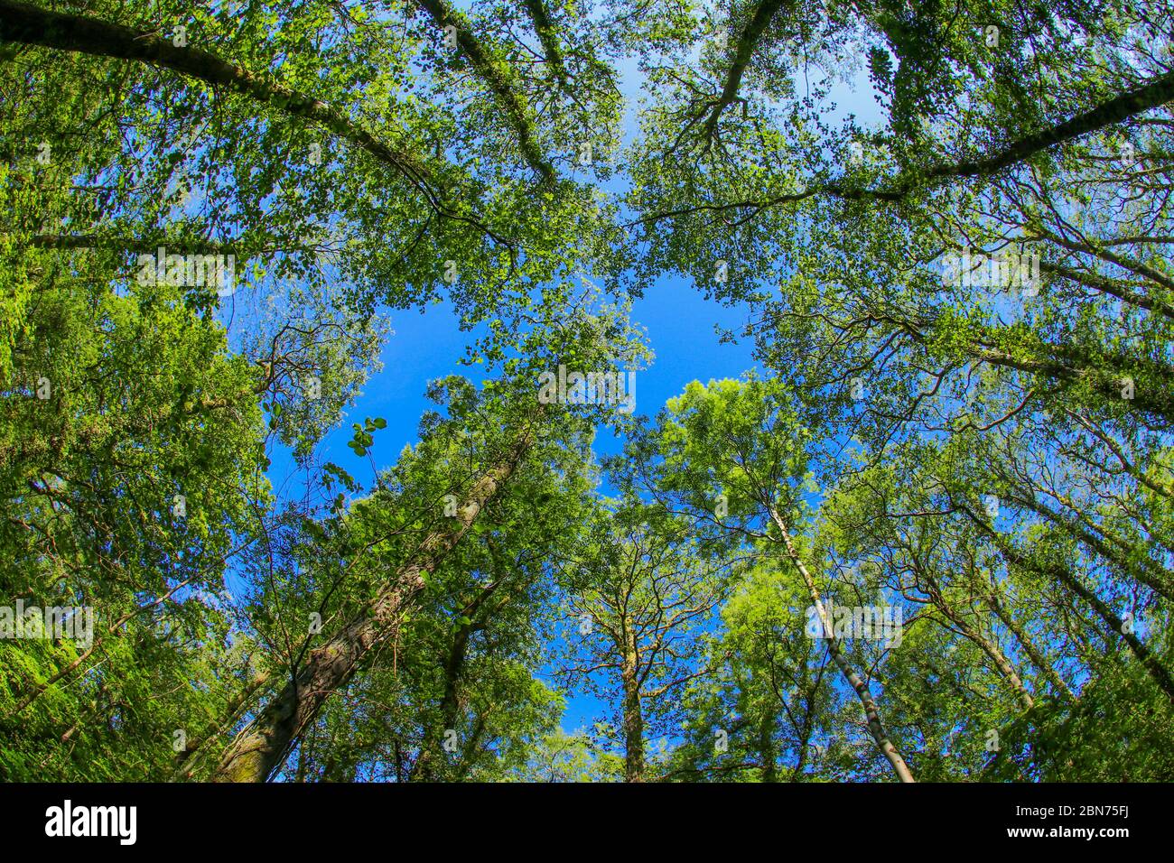 An ancient woodland tree canopy in the UK through a fish-eye lens in the spring sunshine with fresh green leaves against a blue sky Stock Photo