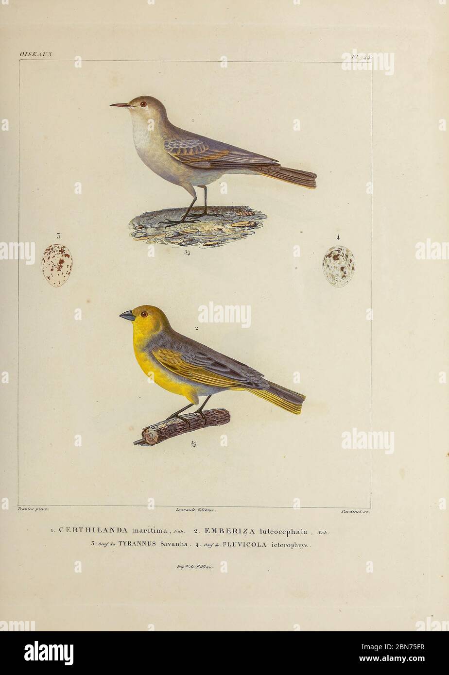 hand coloured sketch Top: greyish miner (Geositta maritima [Here as Certhilanda maritima]) Bottom: citron-headed yellow finch (Sicalis luteocephala [Here as Emberiza luteocephala]) From the book 'Voyage dans l'Amérique Méridionale' [Journey to South America: (Brazil, the eastern republic of Uruguay, the Argentine Republic, Patagonia, the republic of Chile, the republic of Bolivia, the republic of Peru), executed during the years 1826 - 1833] 4th volume Part 3 By: Orbigny, Alcide Dessalines d', d'Orbigny, 1802-1857; Montagne, Jean François Camille, 1784-1866; Martius, Karl Friedrich Philipp vo Stock Photo
