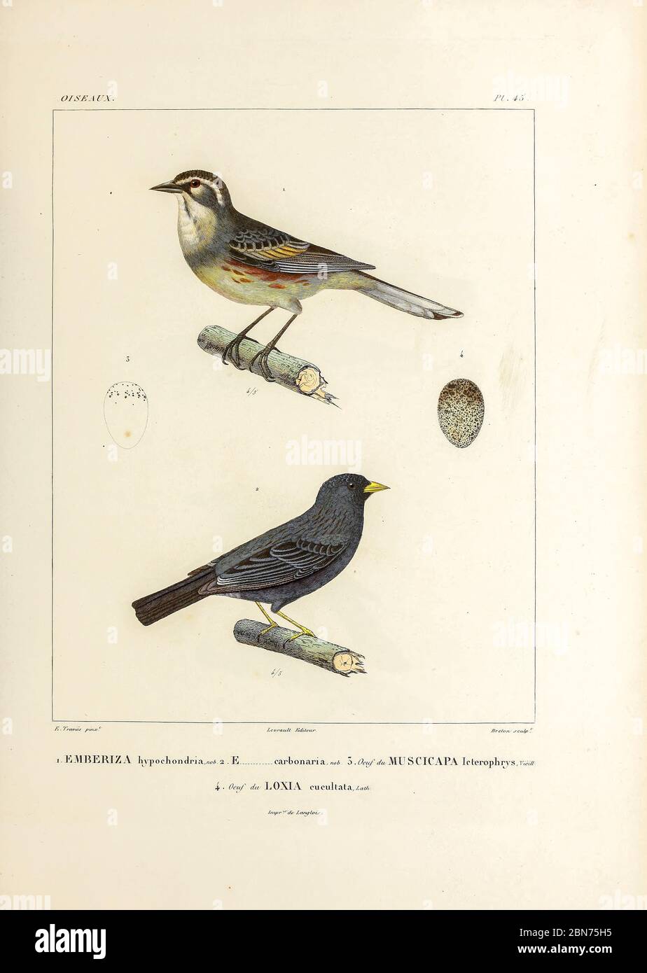 hand coloured sketch Top: rufous-sided warbling finch (Poospiza hypochondria [Here as Emberiza hypochondria]) Bottom: carbonated sierra finch (Phrygilus carbonarius [Here as Emberiza carbonaria]) From the book 'Voyage dans l'Amérique Méridionale' [Journey to South America: (Brazil, the eastern republic of Uruguay, the Argentine Republic, Patagonia, the republic of Chile, the republic of Bolivia, the republic of Peru), executed during the years 1826 - 1833] 4th volume Part 3 By: Orbigny, Alcide Dessalines d', d'Orbigny, 1802-1857; Montagne, Jean François Camille, 1784-1866; Martius, Karl Fried Stock Photo