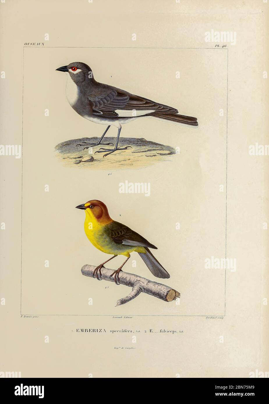 hand coloured sketch Top: white-winged diuca finch (Diuca speculifera [Here as Emberiza speculifera]) Bottom: fulvous-headed brush finch (Atlapetes fulviceps [Here as Emberiza fulviceps]) From the book 'Voyage dans l'Amérique Méridionale' [Journey to South America: (Brazil, the eastern republic of Uruguay, the Argentine Republic, Patagonia, the republic of Chile, the republic of Bolivia, the republic of Peru), executed during the years 1826 - 1833] 4th volume Part 3 By: Orbigny, Alcide Dessalines d', d'Orbigny, 1802-1857; Montagne, Jean François Camille, 1784-1866; Martius, Karl Friedrich Phi Stock Photo