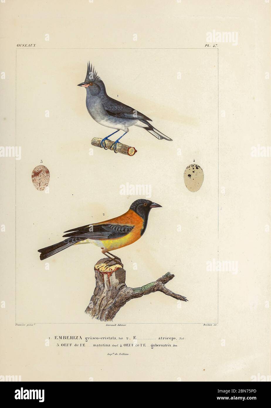 hand coloured sketch Top: grey-crested finch (Lophospingus griseocristatus [Here as Emberiza griseo-cristat]) Bottom: black-hooded sierra finch (Phrygilus atriceps [Here as Emberiza atriceps]) From the book 'Voyage dans l'Amérique Méridionale' [Journey to South America: (Brazil, the eastern republic of Uruguay, the Argentine Republic, Patagonia, the republic of Chile, the republic of Bolivia, the republic of Peru), executed during the years 1826 - 1833] 4th volume Part 3 By: Orbigny, Alcide Dessalines d', d'Orbigny, 1802-1857; Montagne, Jean François Camille, 1784-1866; Martius, Karl Friedric Stock Photo