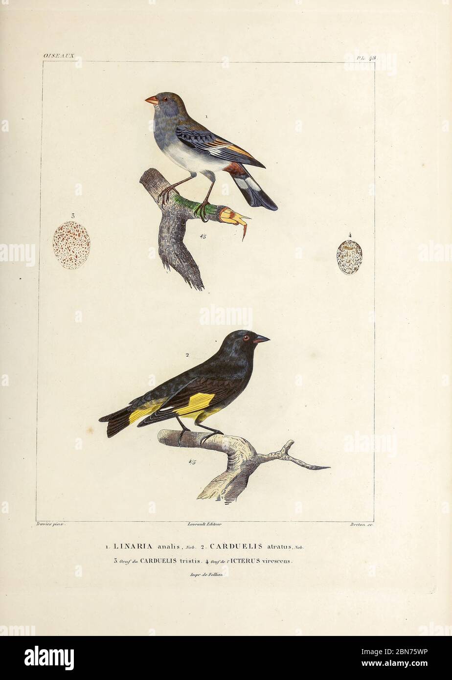 hand coloured sketch Top: Band-tailed Seedeater (Catamenia analis [Here as Linaria analis]) Bottom: black siskin (Spinus atratus [Here as Carduelis atratus]) From the book 'Voyage dans l'Amérique Méridionale' [Journey to South America: (Brazil, the eastern republic of Uruguay, the Argentine Republic, Patagonia, the republic of Chile, the republic of Bolivia, the republic of Peru), executed during the years 1826 - 1833] 4th volume Part 3 By: Orbigny, Alcide Dessalines d', d'Orbigny, 1802-1857; Montagne, Jean François Camille, 1784-1866; Martius, Karl Friedrich Philipp von, 1794-1868 Published Stock Photo