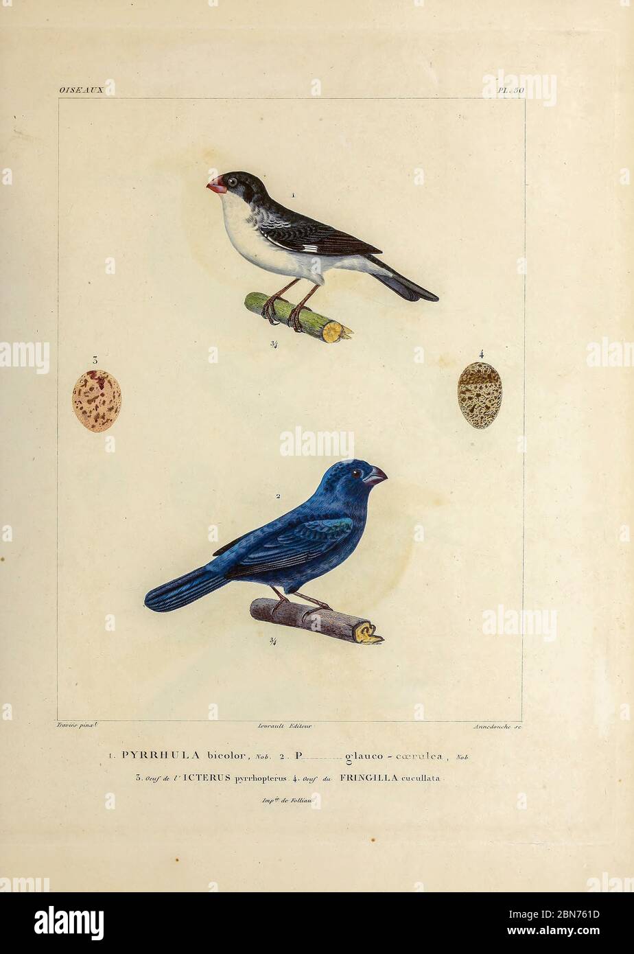 hand coloured sketch Top: Subspecies of White-bellied Seedeater (Sporophila leucoptera bicolor [Here as Pyrrhula bicolor]) Bottom: glaucous-blue grosbeak or Indigo Grosbeak (Cyanoloxia glaucocaerulea [Here as Pyrrhula glauco-coerulea]) From the book 'Voyage dans l'Amérique Méridionale' [Journey to South America: (Brazil, the eastern republic of Uruguay, the Argentine Republic, Patagonia, the republic of Chile, the republic of Bolivia, the republic of Peru), executed during the years 1826 - 1833] 4th volume Part 3 By: Orbigny, Alcide Dessalines d', d'Orbigny, 1802-1857; Montagne, Jean François Stock Photo