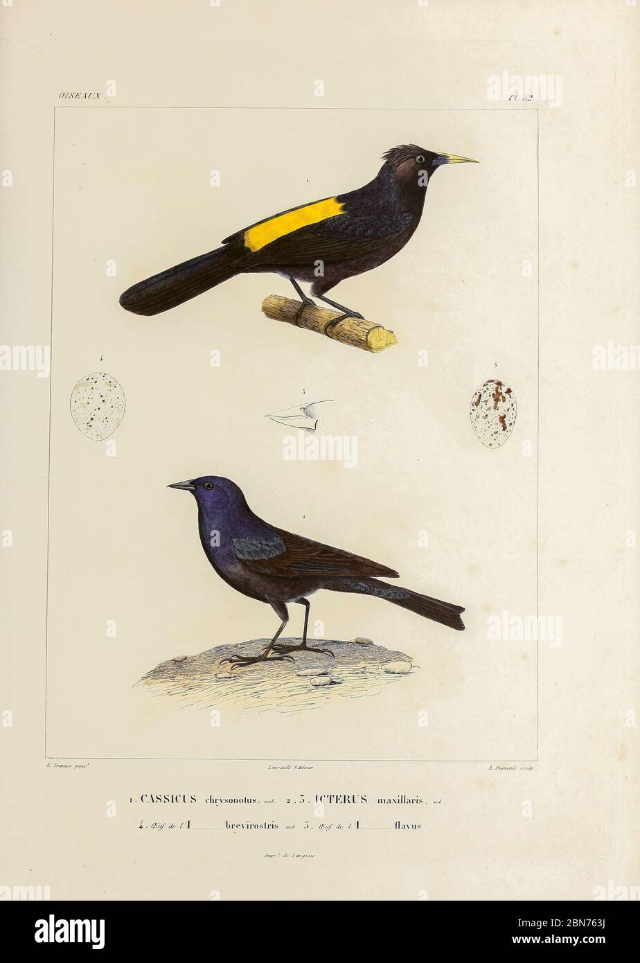 hand coloured sketch Top: mountain cacique (Cacicus chrysonotus)  [Here as Cassicus chrysonotus]) Bottom: shiny cowbird (Molothrus bonariensis) [Here as icterus maxillaris]) From the book 'Voyage dans l'Amérique Méridionale' [Journey to South America: (Brazil, the eastern republic of Uruguay, the Argentine Republic, Patagonia, the republic of Chile, the republic of Bolivia, the republic of Peru), executed during the years 1826 - 1833] 4th volume Part 3 By: Orbigny, Alcide Dessalines d', d'Orbigny, 1802-1857; Montagne, Jean François Camille, 1784-1866; Martius, Karl Friedrich Philipp von, 1794 Stock Photo