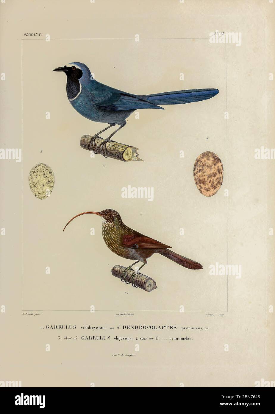 hand coloured sketch Top: white-collared jay (Cyanolyca viridicyanus [Here as Garrulus viridicyanus]) Bottom: red-billed scythebill (Campylorhamphus trochilirostris) [Here as dendrocolaptes procurvus]) From the book 'Voyage dans l'Amérique Méridionale' [Journey to South America: (Brazil, the eastern republic of Uruguay, the Argentine Republic, Patagonia, the republic of Chile, the republic of Bolivia, the republic of Peru), executed during the years 1826 - 1833] 4th volume Part 3 By: Orbigny, Alcide Dessalines d', d'Orbigny, 1802-1857; Montagne, Jean François Camille, 1784-1866; Martius, Karl Stock Photo