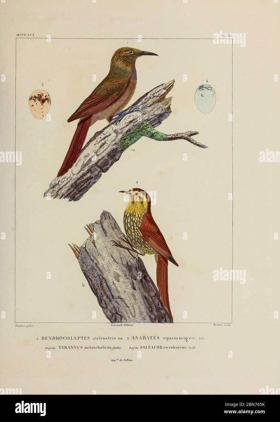 hand coloured sketch Top: plain-brown woodcreeper (Dendrocincla fuliginosa [Here as dendrocolaptes atrirostris]) Bottom: pearled treerunner (Margarornis squamiger [Here as Anabates squammiger]) From the book 'Voyage dans l'Amérique Méridionale' [Journey to South America: (Brazil, the eastern republic of Uruguay, the Argentine Republic, Patagonia, the republic of Chile, the republic of Bolivia, the republic of Peru), executed during the years 1826 - 1833] 4th volume Part 3 By: Orbigny, Alcide Dessalines d', d'Orbigny, 1802-1857; Montagne, Jean François Camille, 1784-1866; Martius, Karl Friedri Stock Photo