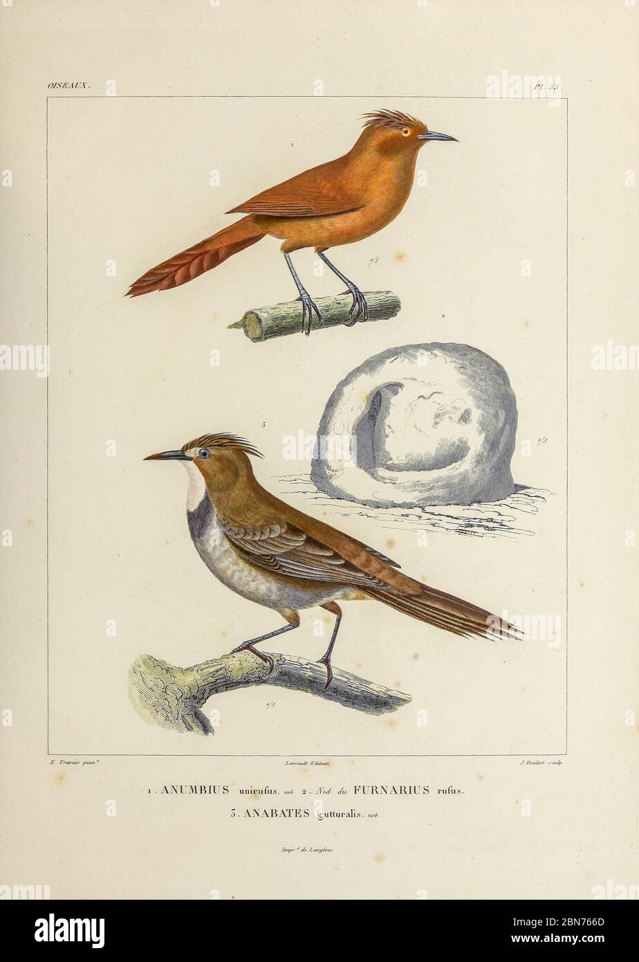 hand coloured sketch Top: grey-crested cacholote (Pseudoseisura unirufa [Here as Anumbius unirufus]) Bottom: white-throated cacholote (Pseudoseisura gutturalis [Here as Anabates guttralis]) From the book 'Voyage dans l'Amérique Méridionale' [Journey to South America: (Brazil, the eastern republic of Uruguay, the Argentine Republic, Patagonia, the republic of Chile, the republic of Bolivia, the republic of Peru), executed during the years 1826 - 1833] 4th volume Part 3 By: Orbigny, Alcide Dessalines d', d'Orbigny, 1802-1857; Montagne, Jean François Camille, 1784-1866; Martius, Karl Friedrich P Stock Photo