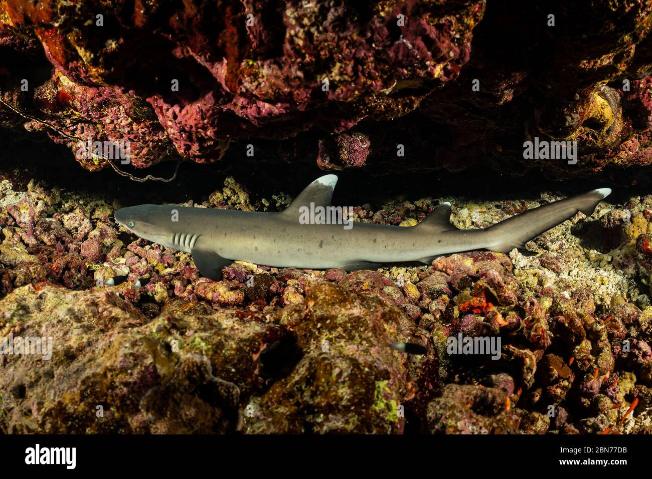 young juvenile whitetip reef shark resting in a cave Stock Photo - Alamy