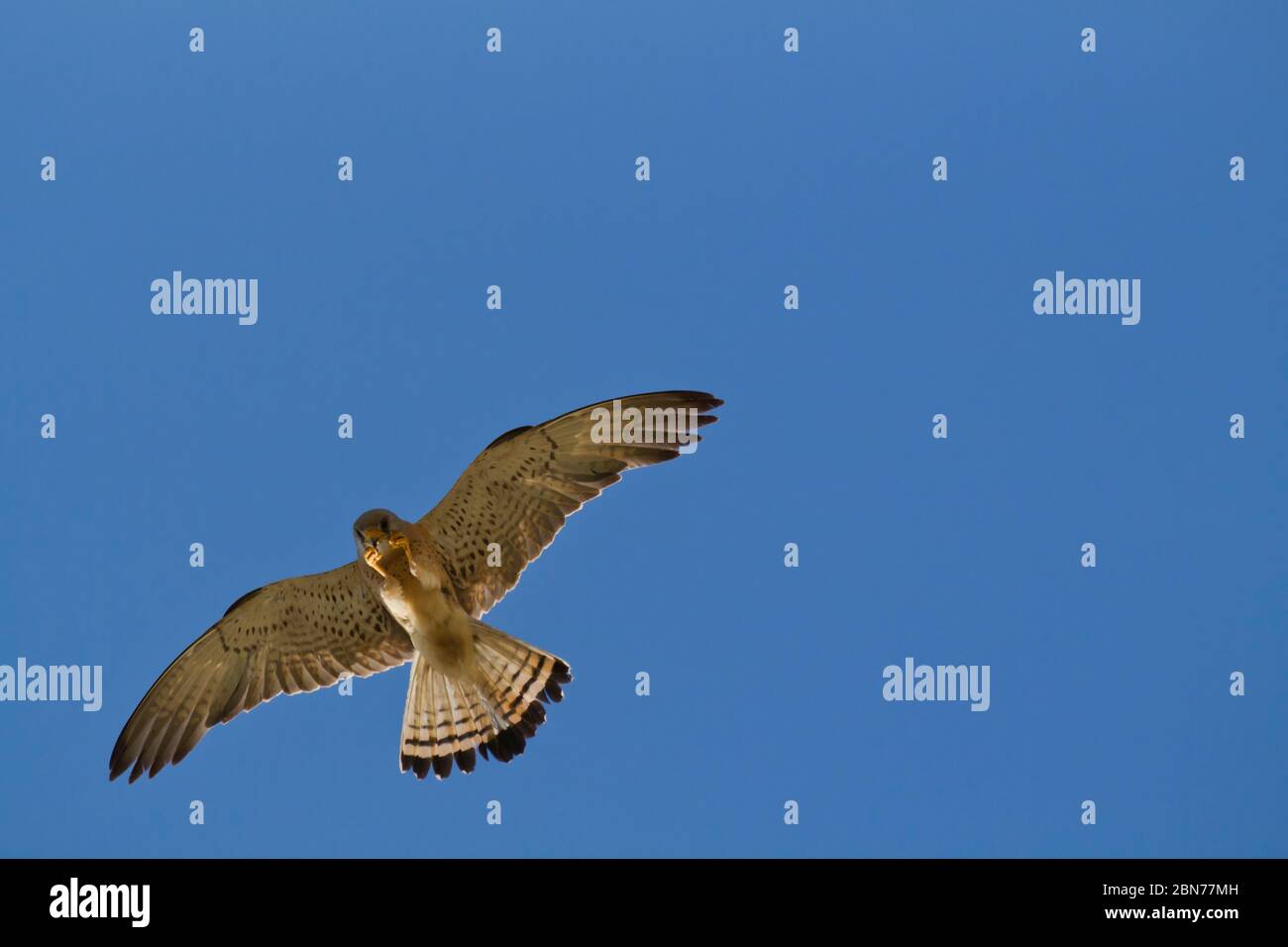Common kestrel (Falco tinnunculus) in flight with a blue sky background . This bird of prey is a member of the falcon (Falconidae) family. It is wides Stock Photo