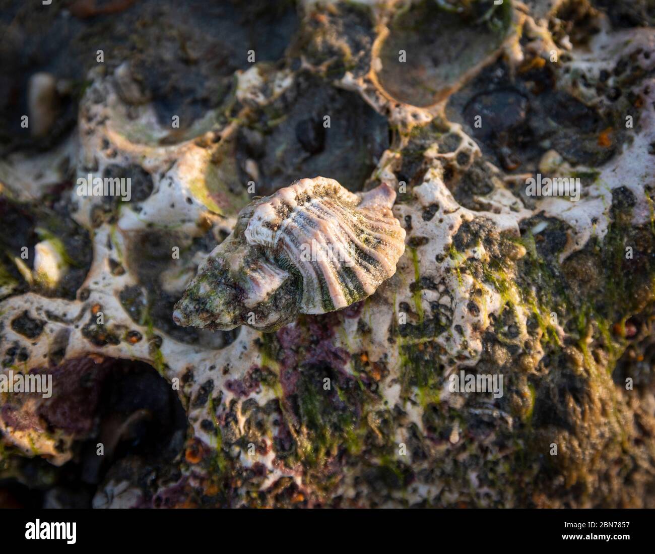 Whelk shell on Worthing Beach, West Sussex, UK Stock Photo