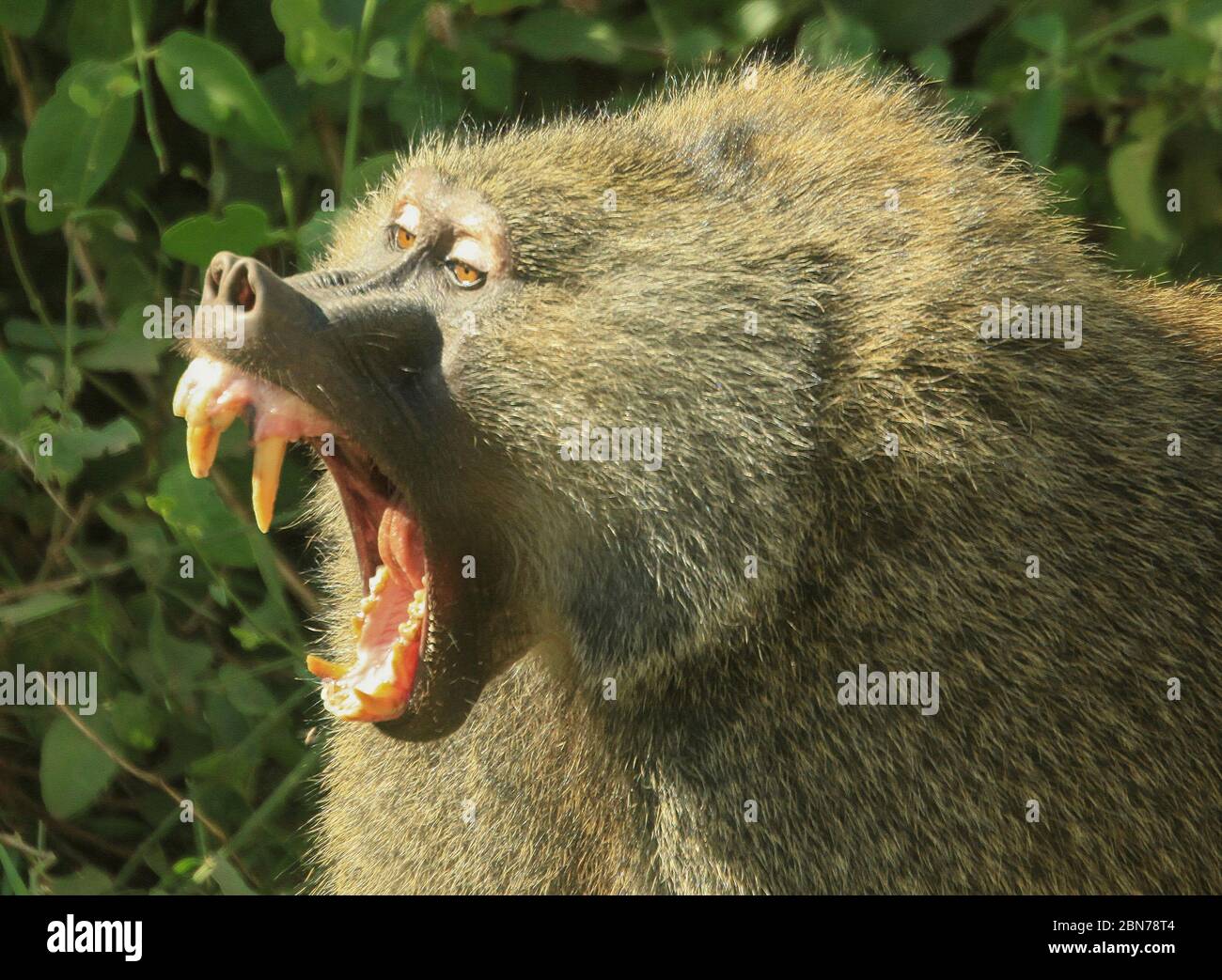 Large aggressive male Olive Baboon (Papio anubis), growling with open mouth Photographed at Serengeti National Park, Tanzania Stock Photo