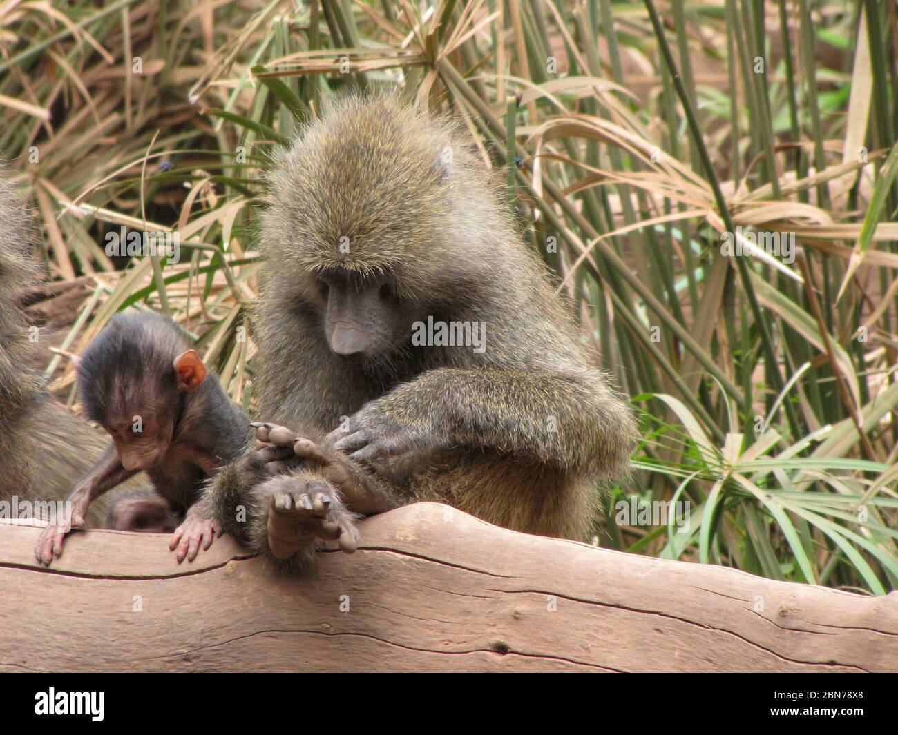 Olive Baboon (Papio anubis), also called the Anubis Baboon Mother interacting with young Photographed at Serengeti National Park, Tanzania Stock Photo