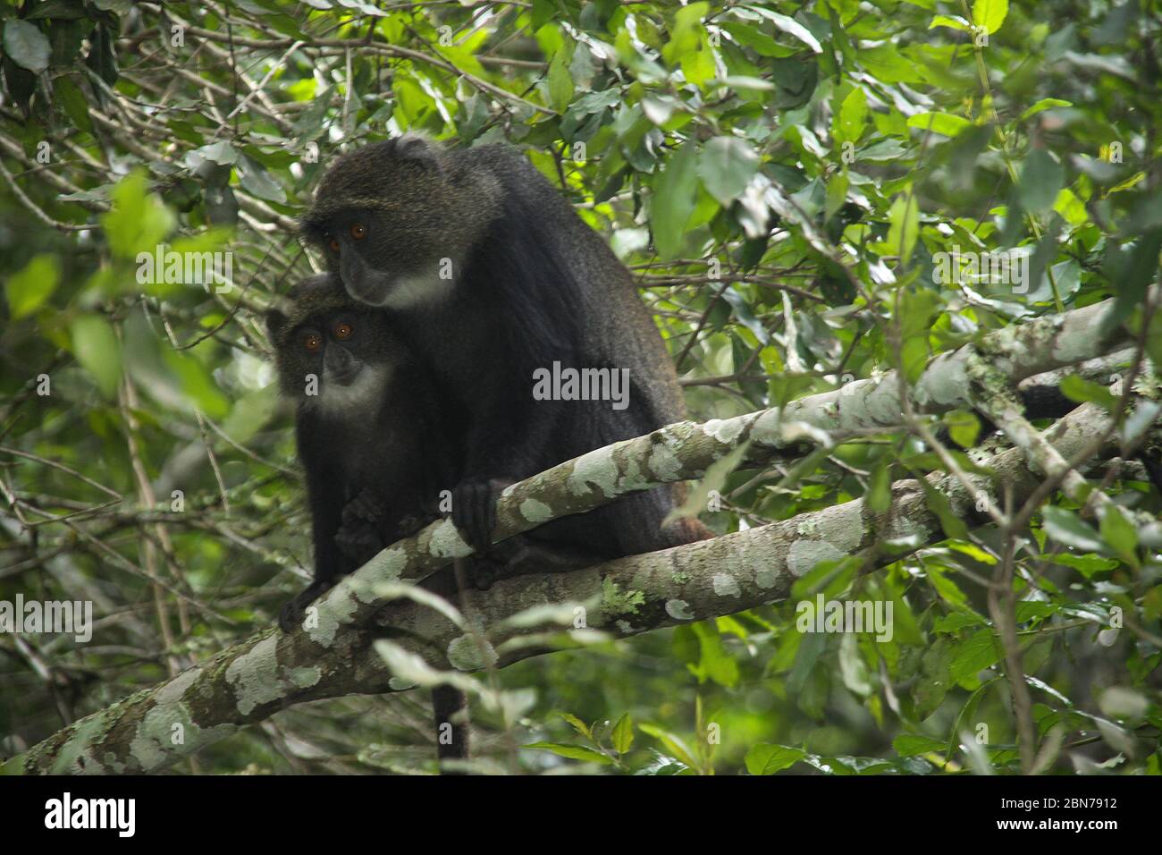 Female Sykes' monkey (Cercopithecus albogularis), also known as the white-throated monkey or Samango monkey, in a tree. This monkey lives in troops, d Stock Photo