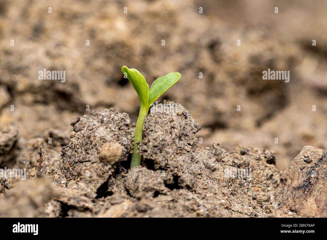 Young sunflower plant seedling growing out of soil in wildflower garden. Concept of gardening, new beginning and life Stock Photo