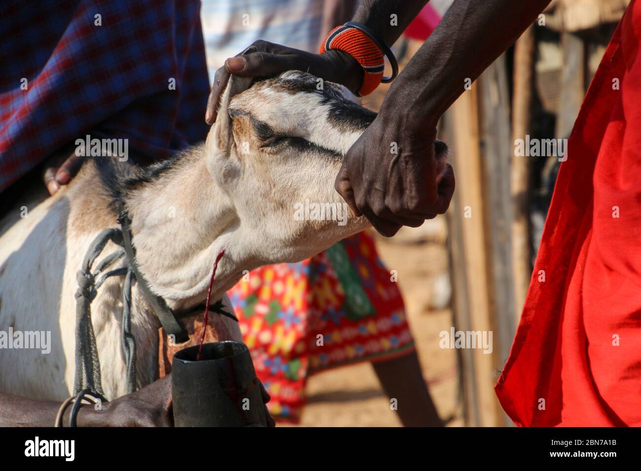 Samburu Maasai men bleed a cow to produce the Blood Milk they drink. Samburu Maasai an ethnic group of semi-nomadic people Photographed in Samburu, Ke Stock Photo