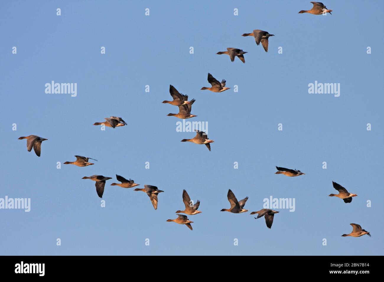 PINKFOOTED GEESE, a skein leaving the roost, Scotland, UK Stock Photo