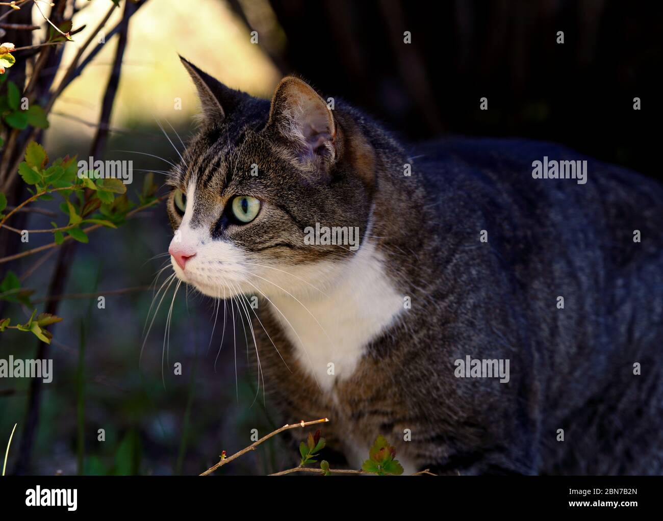 An alert expression of a tabby house cat Stock Photo