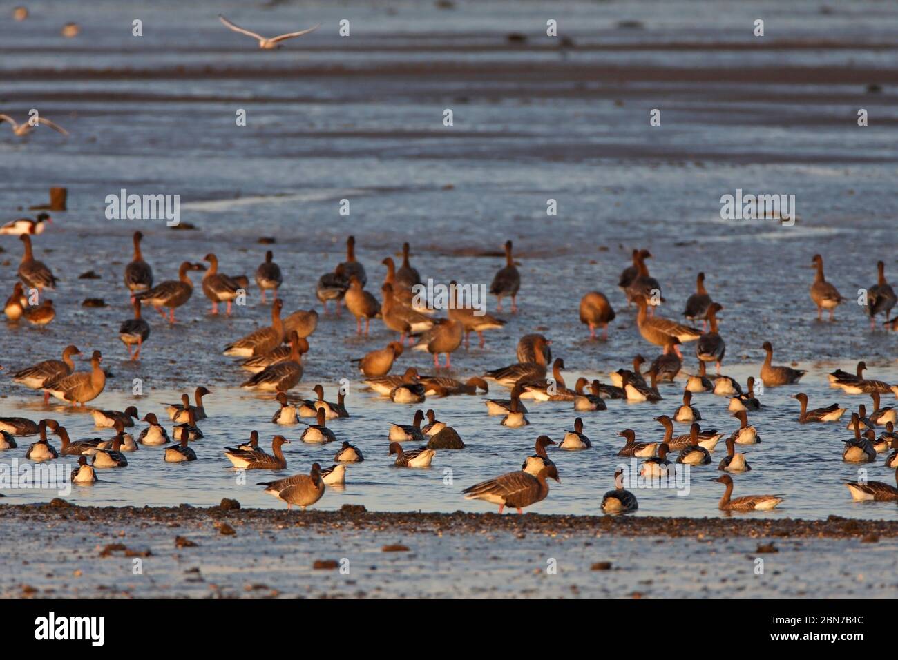 PINK-FOOTED GEESE (Anser brachyrhynchus) flock swimming near their roost at sunset, Scotland, UK. Stock Photo