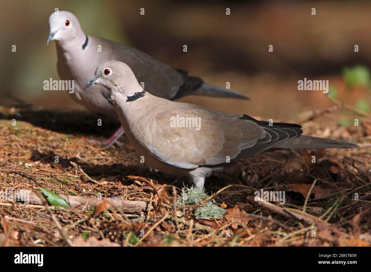 COLLARED DOVE, UK Stock Photo Alamy