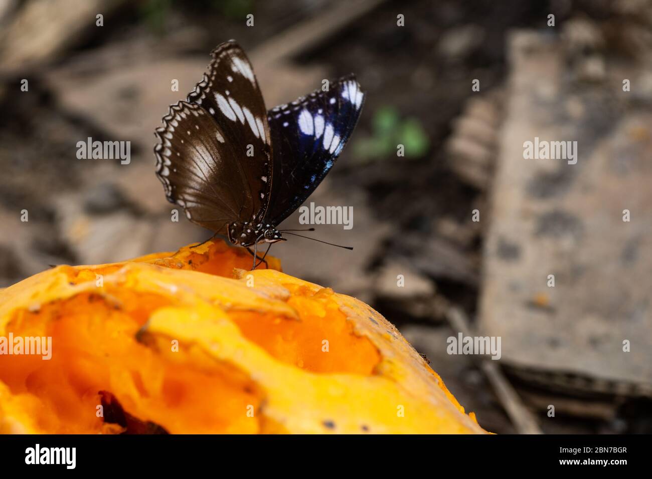 Beautiful butterfly eating papaya fruit Stock Photo Alamy