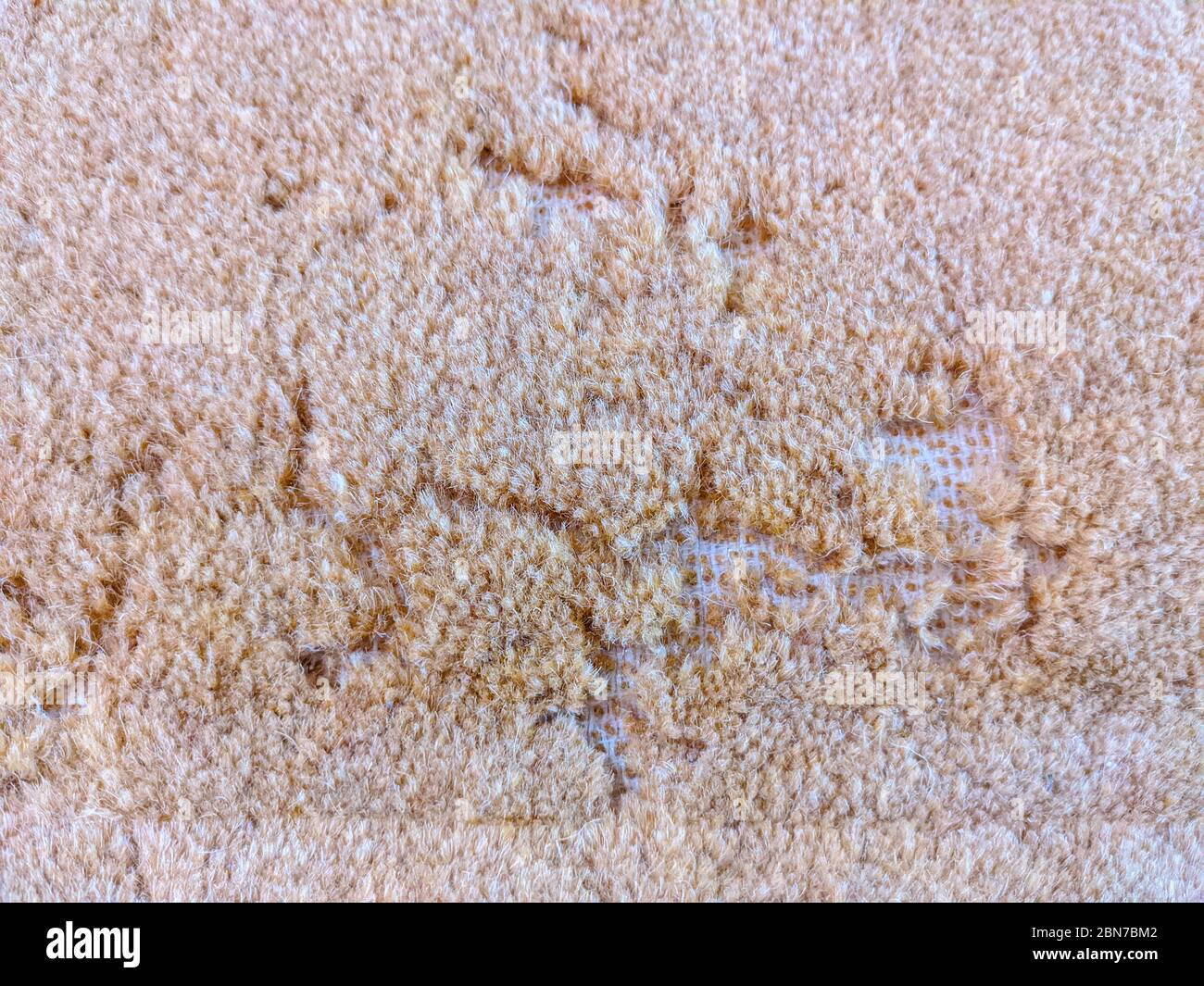 damage caused by carpet moths close up infestation Stock Photo Alamy