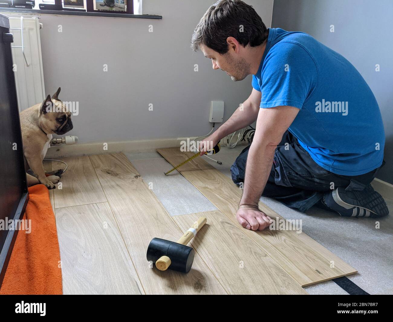 DIY putting down laminate flooring at home with pet dog watching Stock Photo Alamy