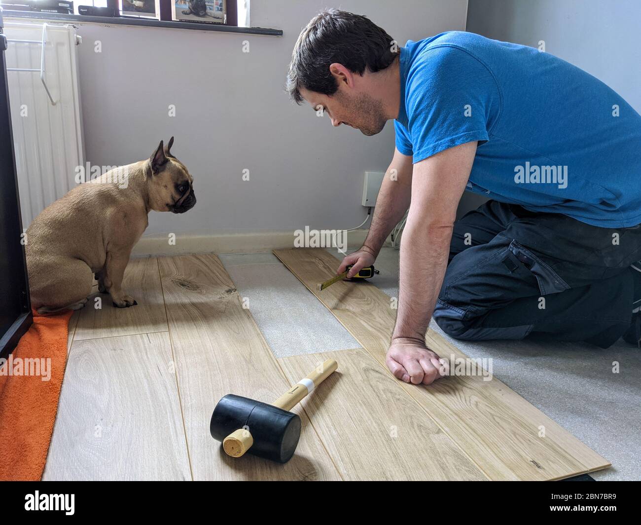 DIY laminate flooring at home with help from pet french bulldog Stock
