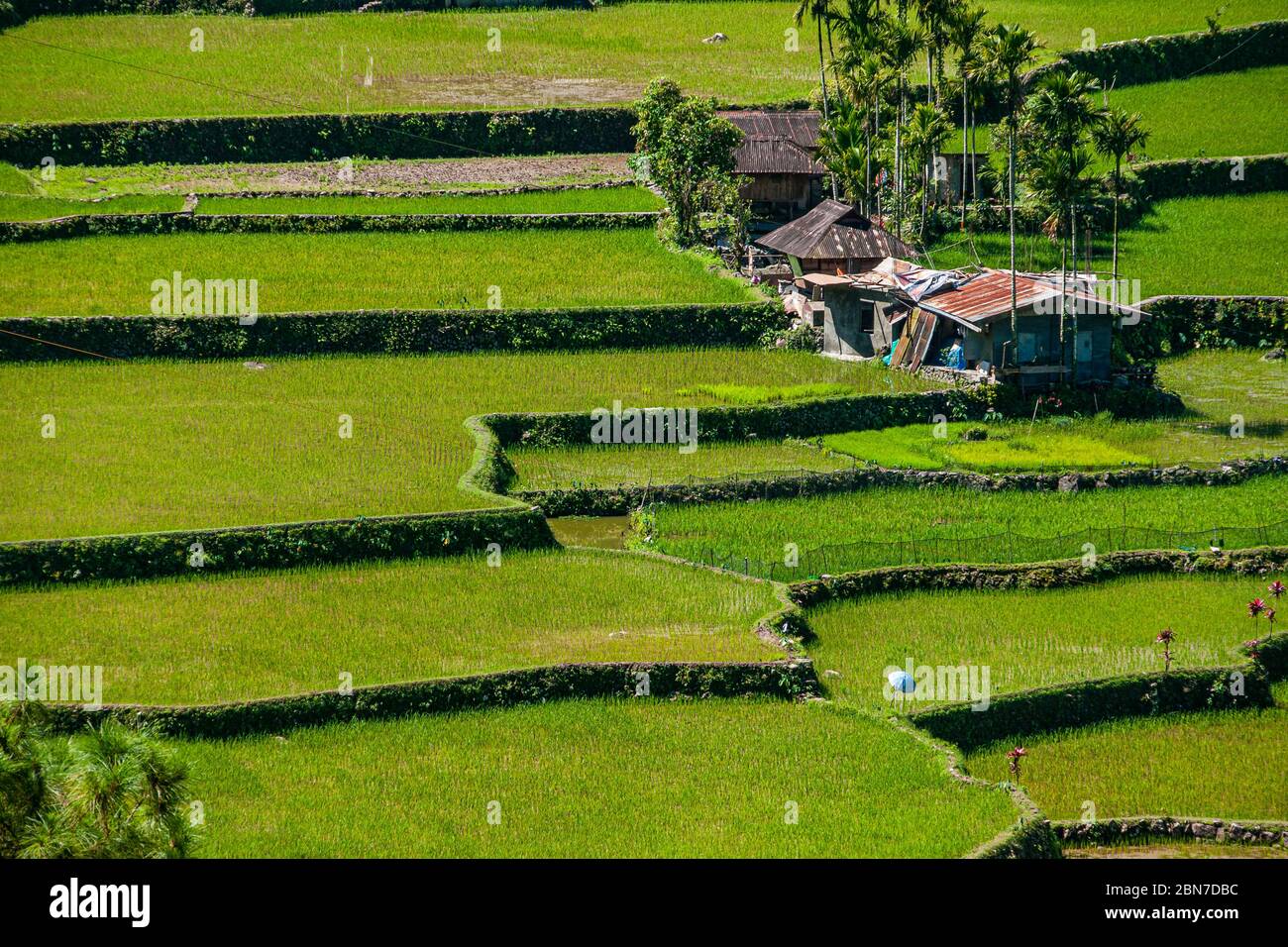 Farm houses in the Banaue rice terrace at hungduan rice terraces - ifugao Stock Photo